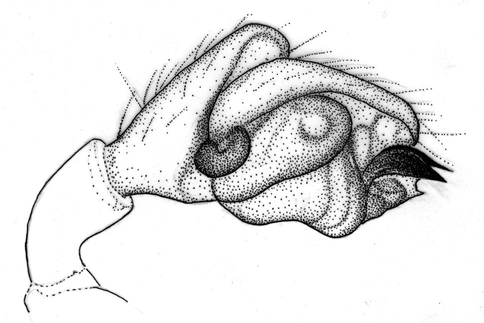 Diplocephalus graecus